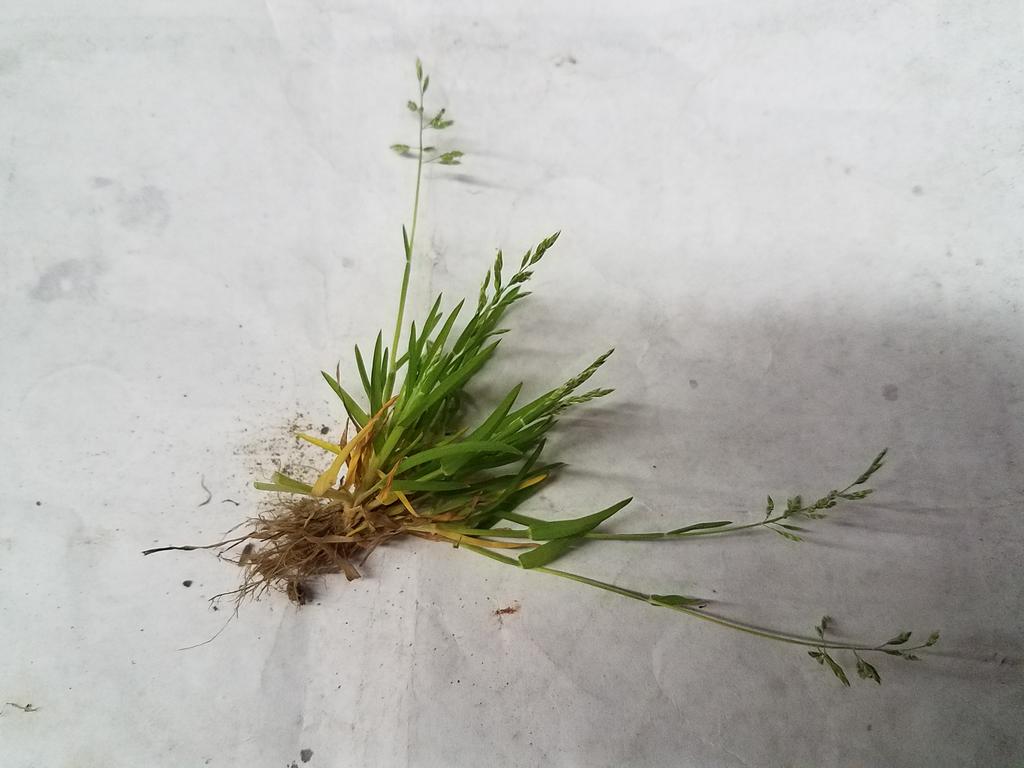 poa annua