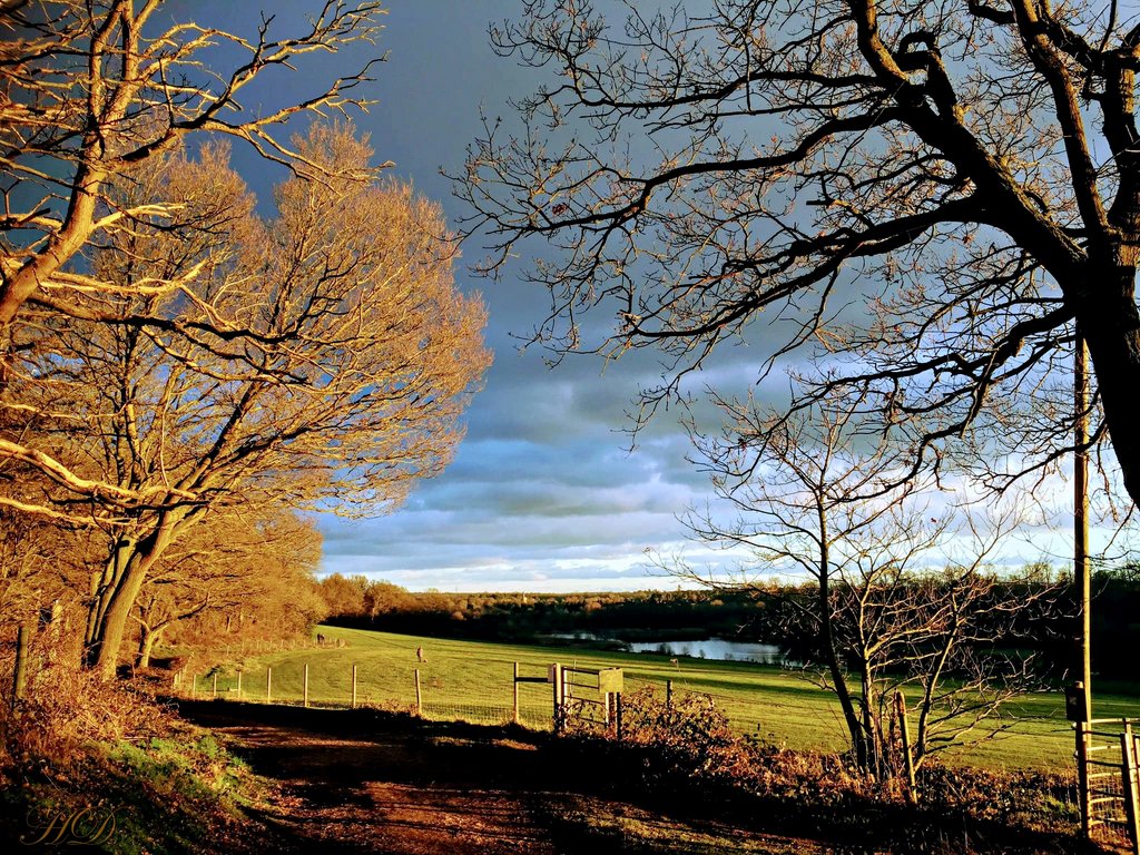 autumn-trees-Lake-Park-HD.jpg