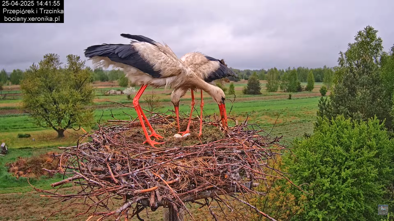 25042025bociany15