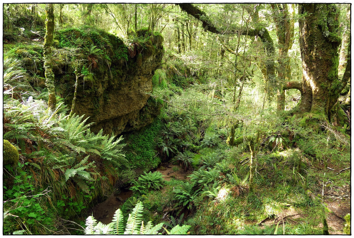 Escapadas y rutas por la Nueva Zelanda menos conocida - Blogs de Nueva Zelanda - Kahurangi NP: Heaphy Track (Navidad 2020, III) (19)