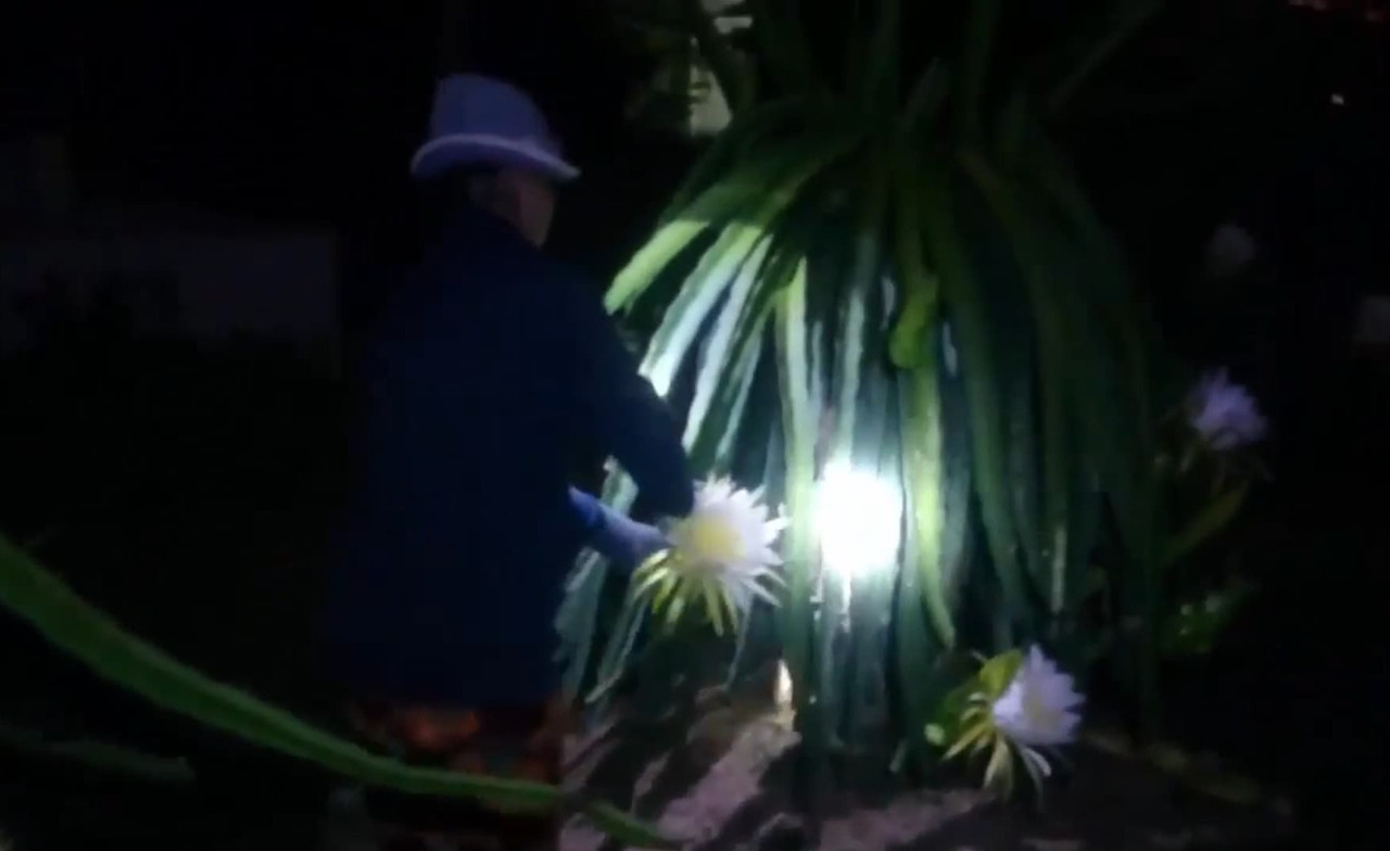 working-with-dragon-fruit-flowers-at-night.jpg