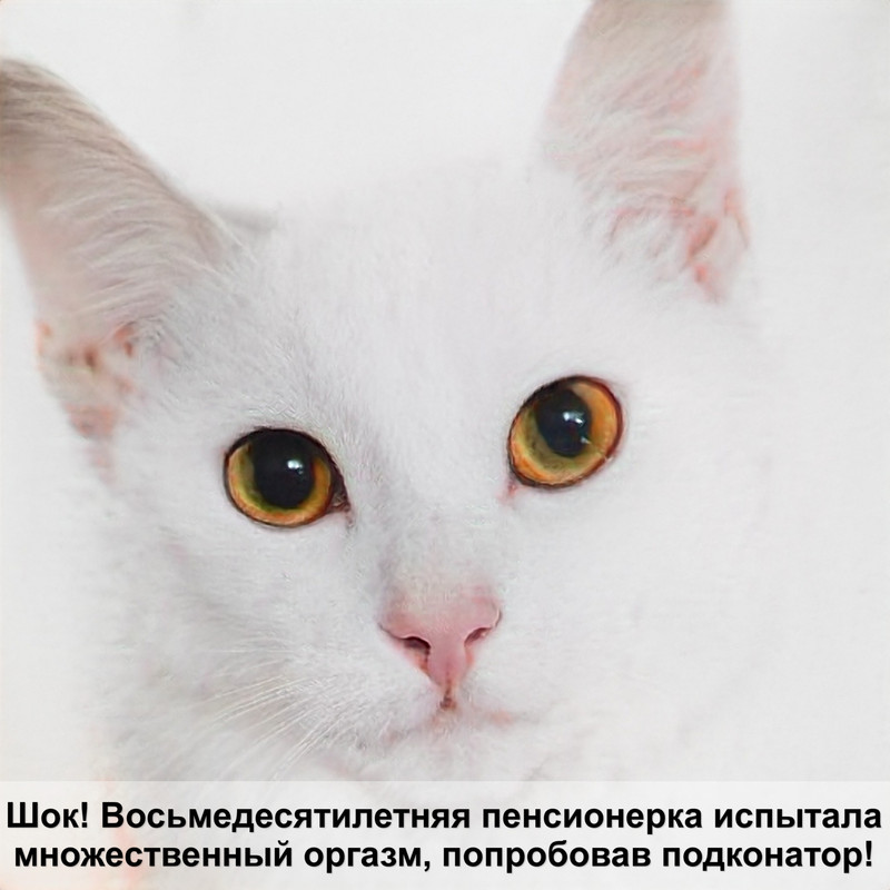 шотландская кошка характер