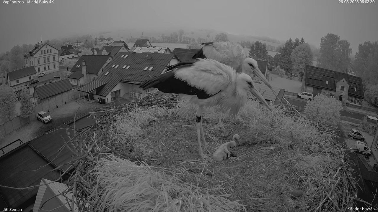 Živá kamera - Mladé Buky - čapí hnízdo 4K 9-15-5 screenshot