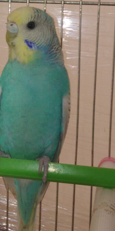 صورة