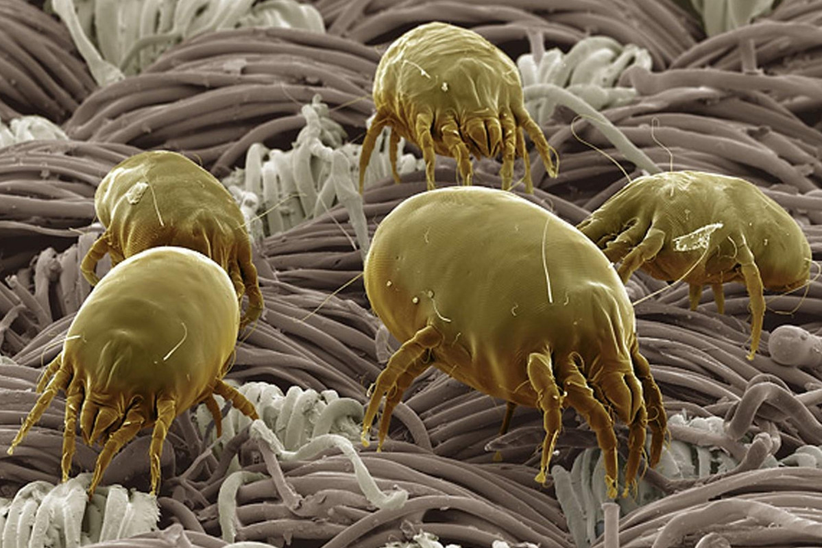 Hombre compra ácaros en internet por esta perturbadora razón