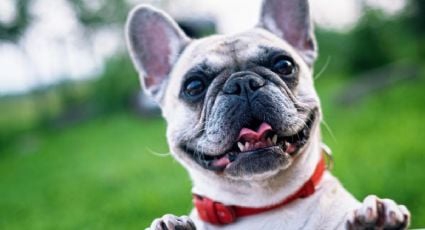 Día Internacional del Perro 2023: ¿Por qué se celebra el 21 de julio? Origen de la conmemoración
