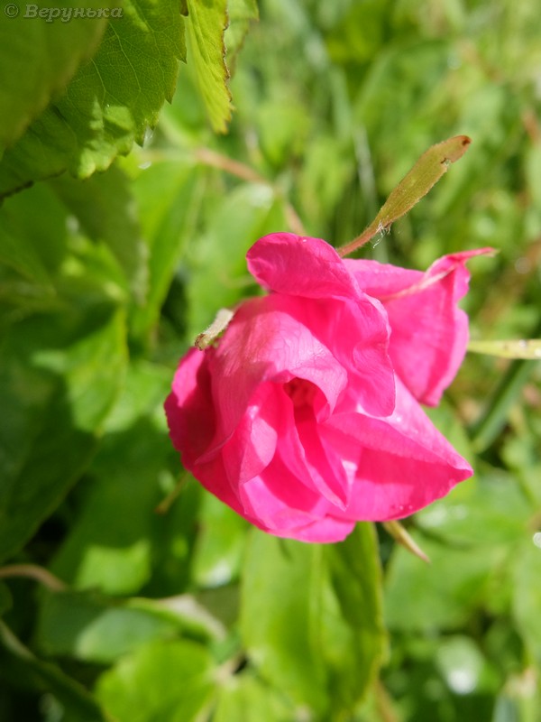 DSCF7234