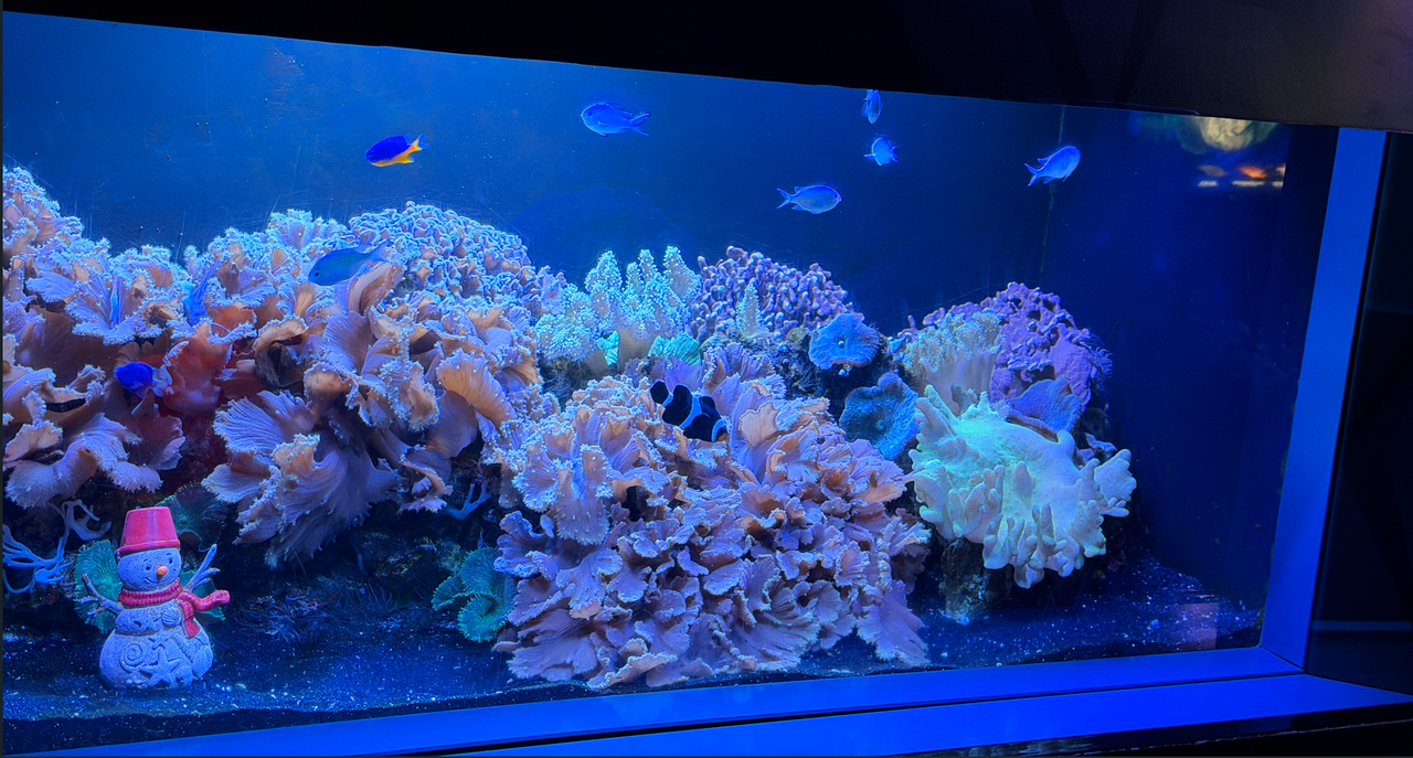 [Image: Soft-Coral3A.png]