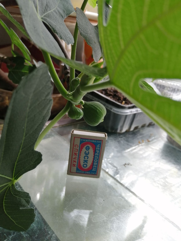 20220426        ИНЖИР