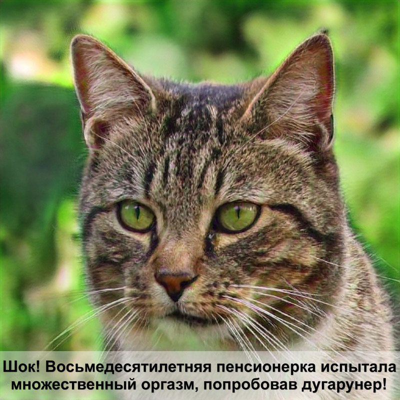 особенности лысых кошек