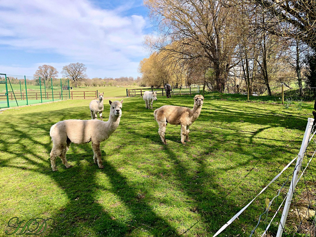 alpacas-HD.jpg