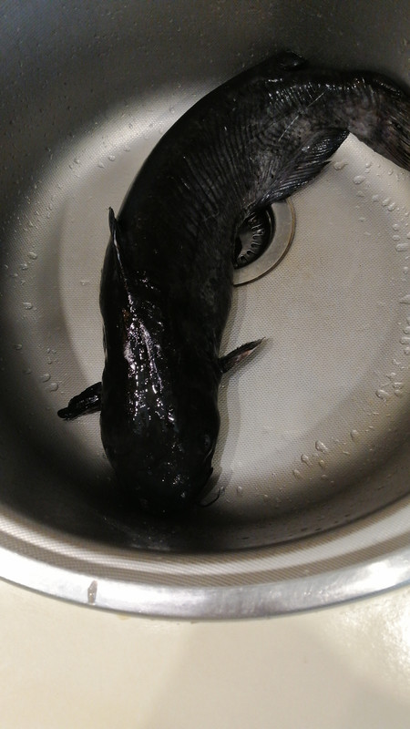 IMG-57e69bcc95db60915b010daef46d7a94-V