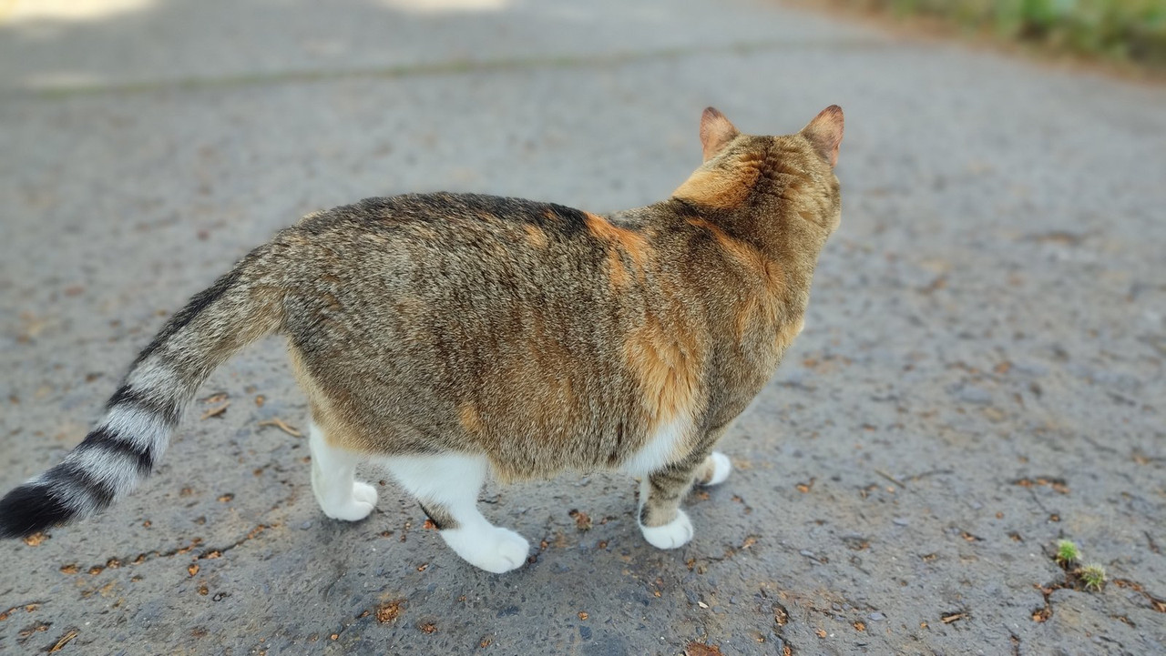 Kép
