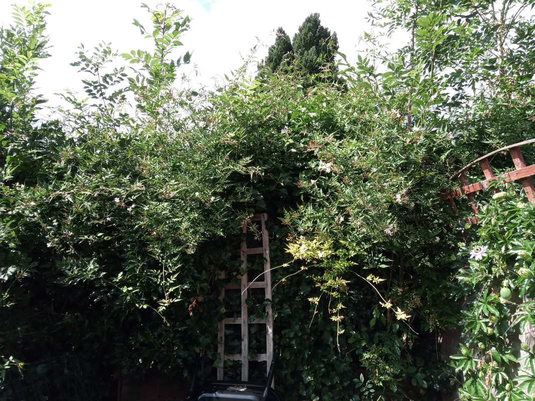 IMG_20200702_155203 (1)