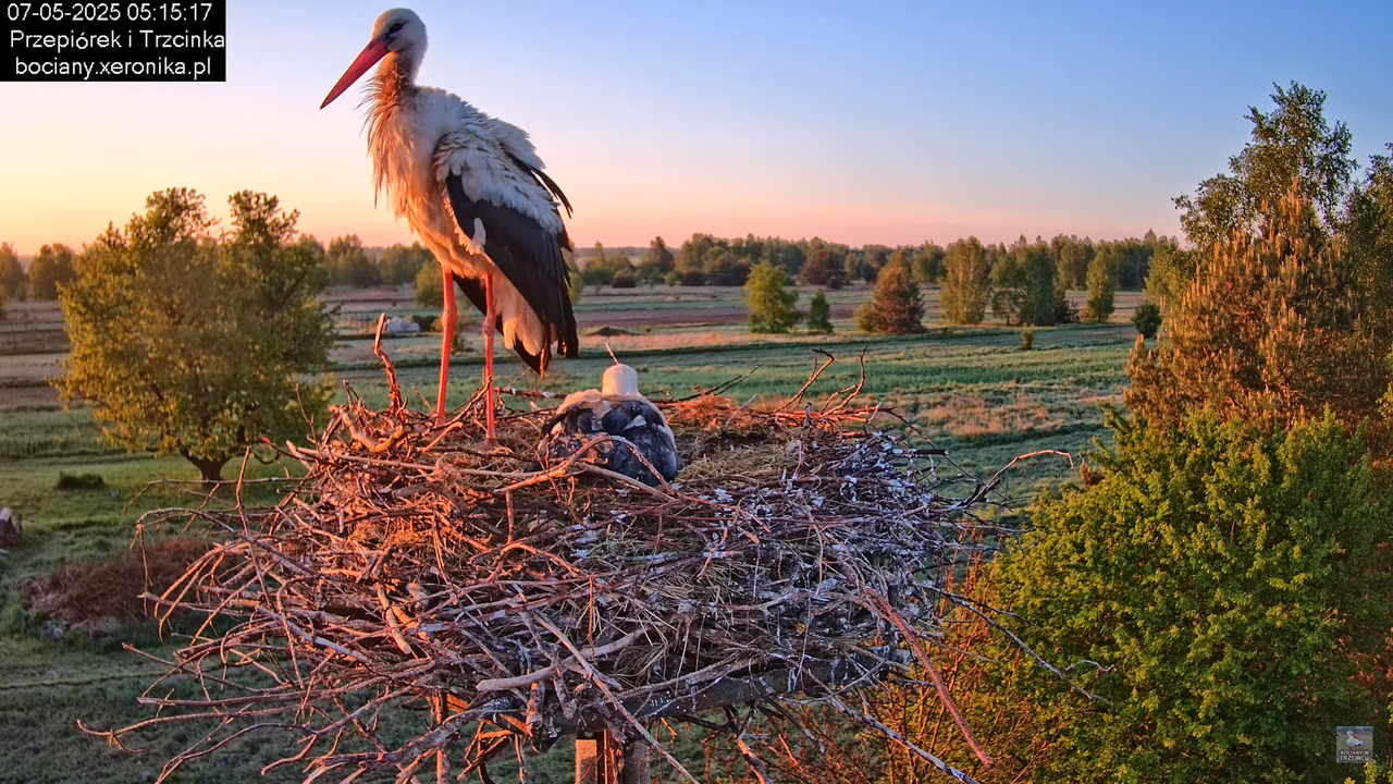07052025bociany3