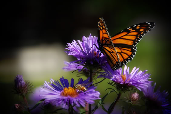 An den Beitrag angehängtes Bild: https://i.postimg.cc/c4fz8TG1/2008-09-20-Butterfly-Edgeburn-0116.jpg