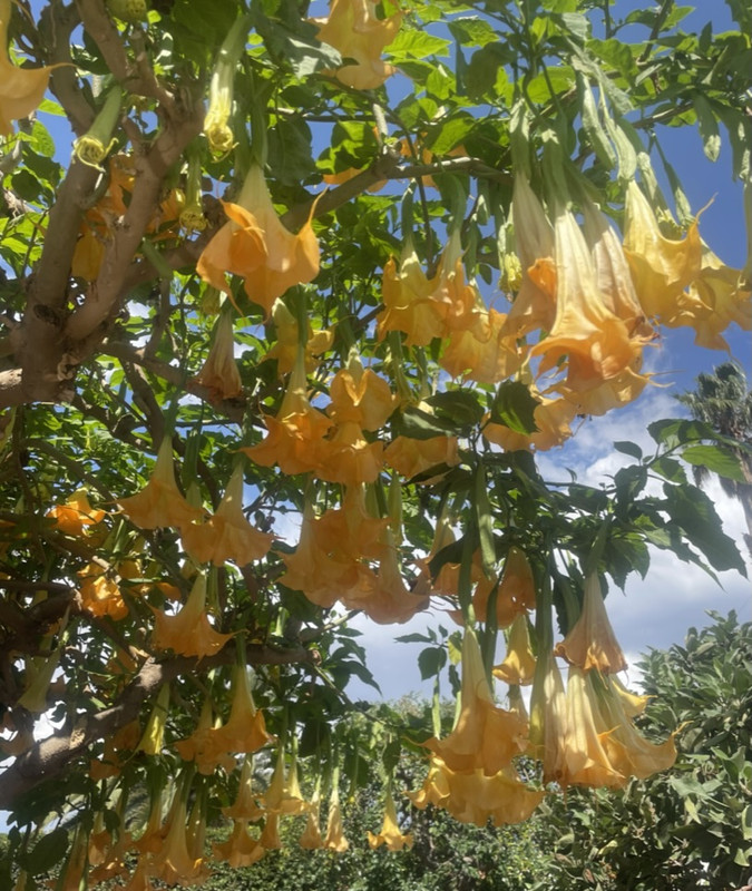 65BA6101-7F99-4160-A406-EA1446A20E4D_1_105_c