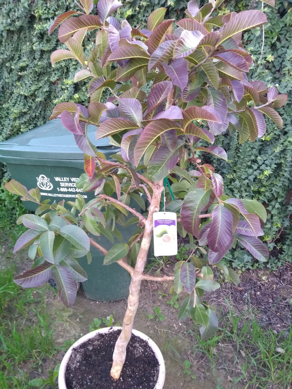 IMG_20190219_173841405