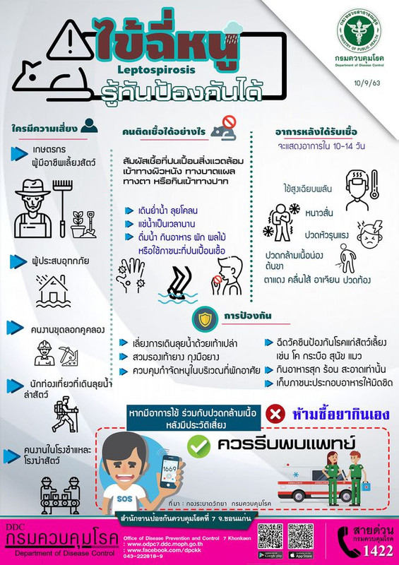 ไข้ฉี่หนู Leptospirosis รู้ทัน ป้องกันได้