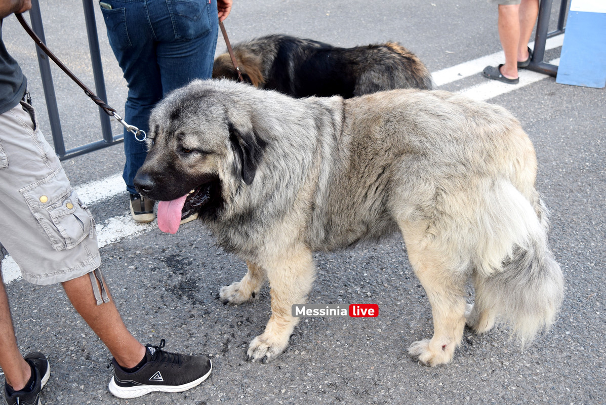 παρκο σκυλιαDSC_0933