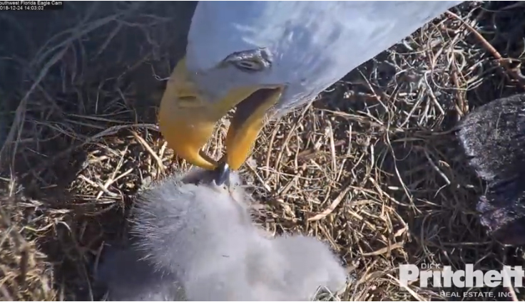 Harriet 20181224-11 copy