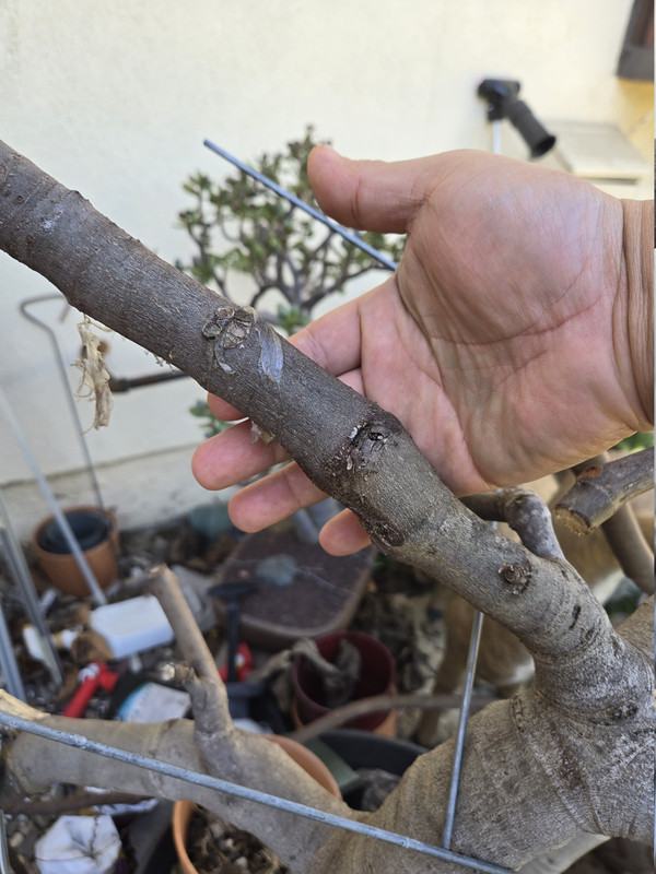 17705797759332417340256686578579