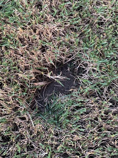 Weird Holes In Yard Is It Pest Or Fungus Help The Lawn Forum