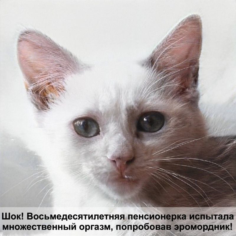 корм для кошек консервы