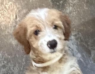 ember male 2