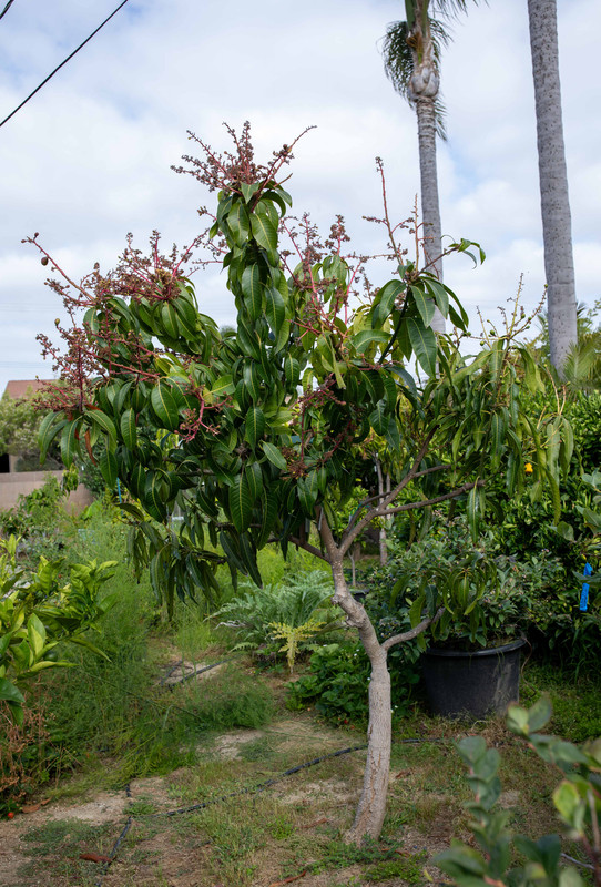 8U1A2833  Mallika-ValCarrie Mango Tree in RB at 9 AM (7-7-2023)