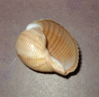 Slika