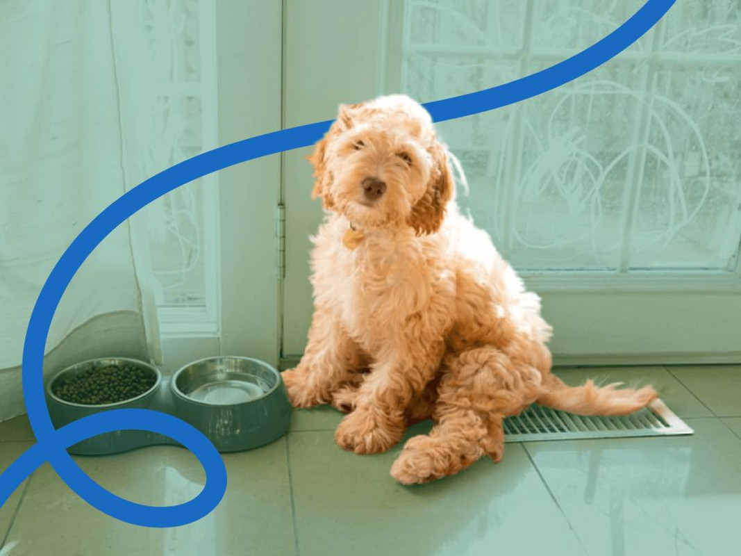 Behavior and Training Tips for Cockapoo