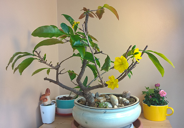 [Image: WP-20160314-16-06-10-Pro.jpg]