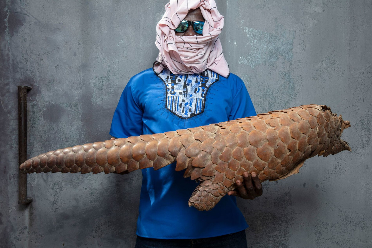 El pangolín se acerca a la extinción por su carne y sus codiciadas escamas