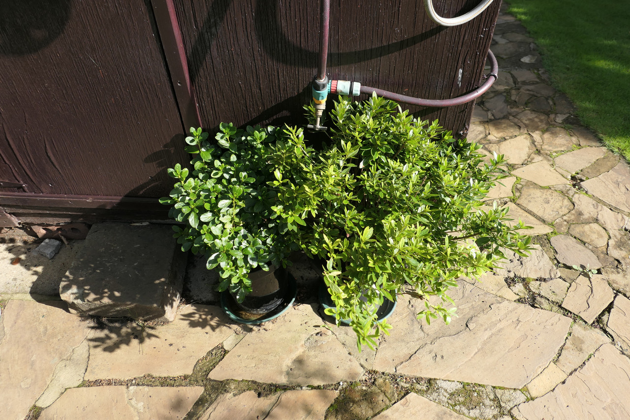 P1050165