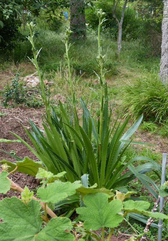 Eryngium agavifolium