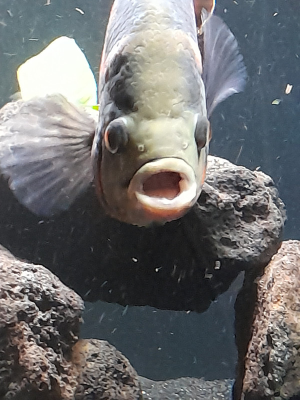 Funny Fish Face Photos - Page 2 - Aquarium Forums UK