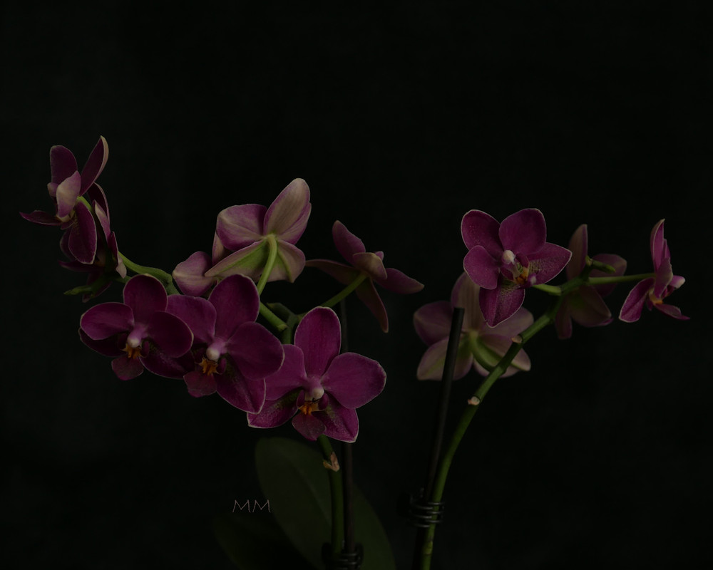 [Image: orchid_2.jpg]