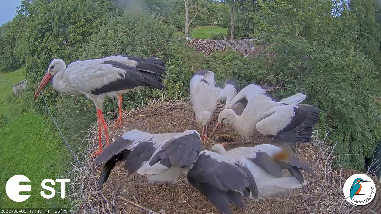Baltie stārķi (Ciconia ciconia) Tukuma novadā - LDF tiešraide __ White storks in Tukums, Latvia 13-3
