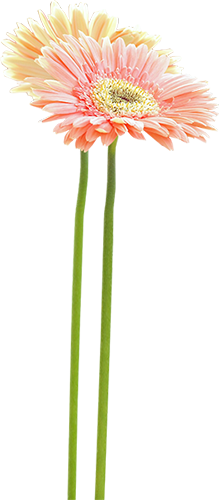 KBK_InTheSpring (27)