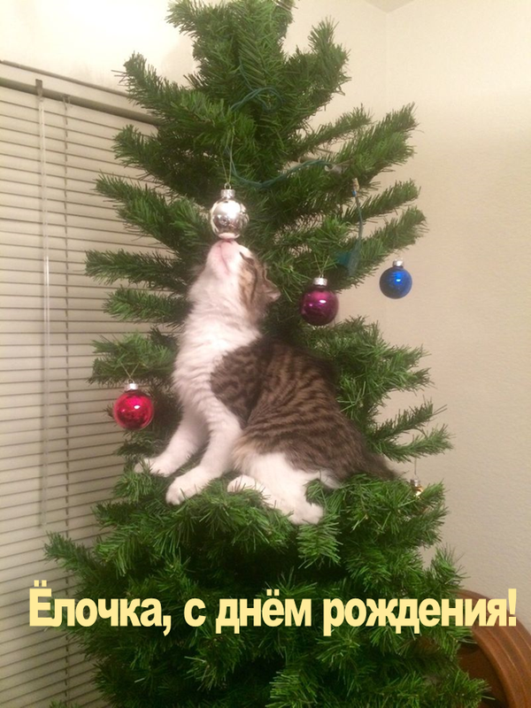 ёлка24