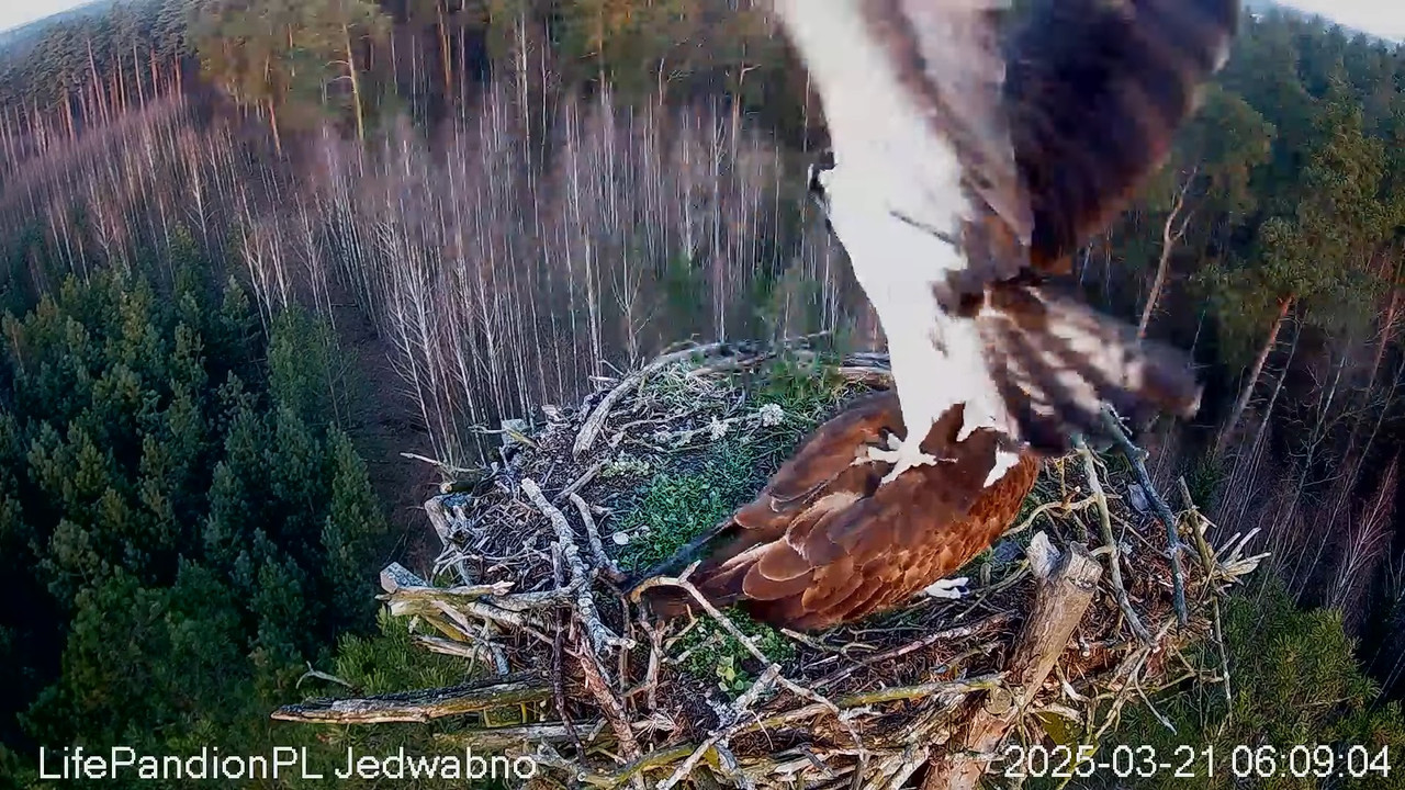Rybołowy Online Puszcza Napiwodzko-Ramucka _ Ospreys Online in Napiwodzko-Ramucka Forest 8-12-31 scr