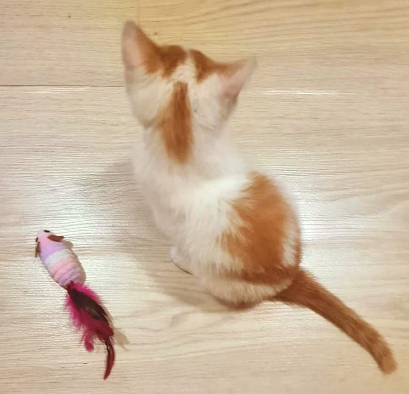 Изображение WhatsApp 2025-06-30 в 11.20.18_d51591b5