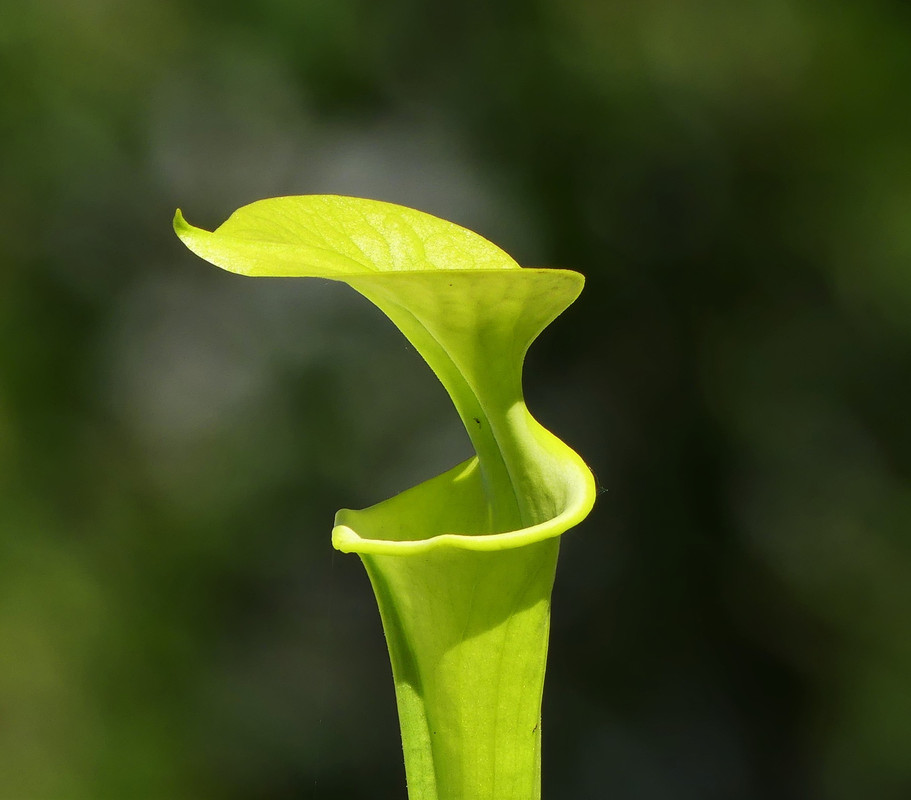 Sarracenia 'Goldie' et 'Goldmine'   :  veines ou pas de veines ? Var-maxima-F1-MK