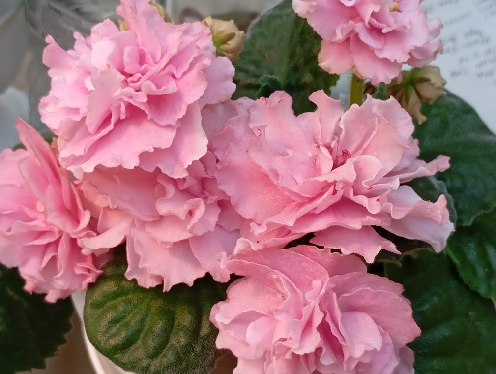 IMG_20240919_131808обл