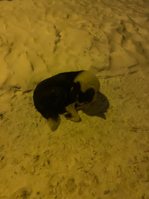 Old Rel  lays on the snow 2