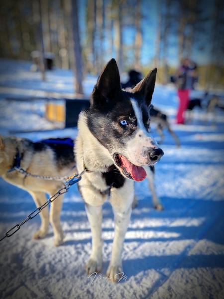 PARTE II - Auroras - 3.er reportaje por Laponia norte - Marzo 2025 (7)