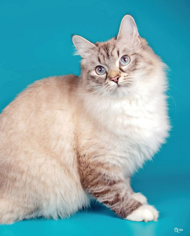 QuattroZampe Mag 2022 (12)