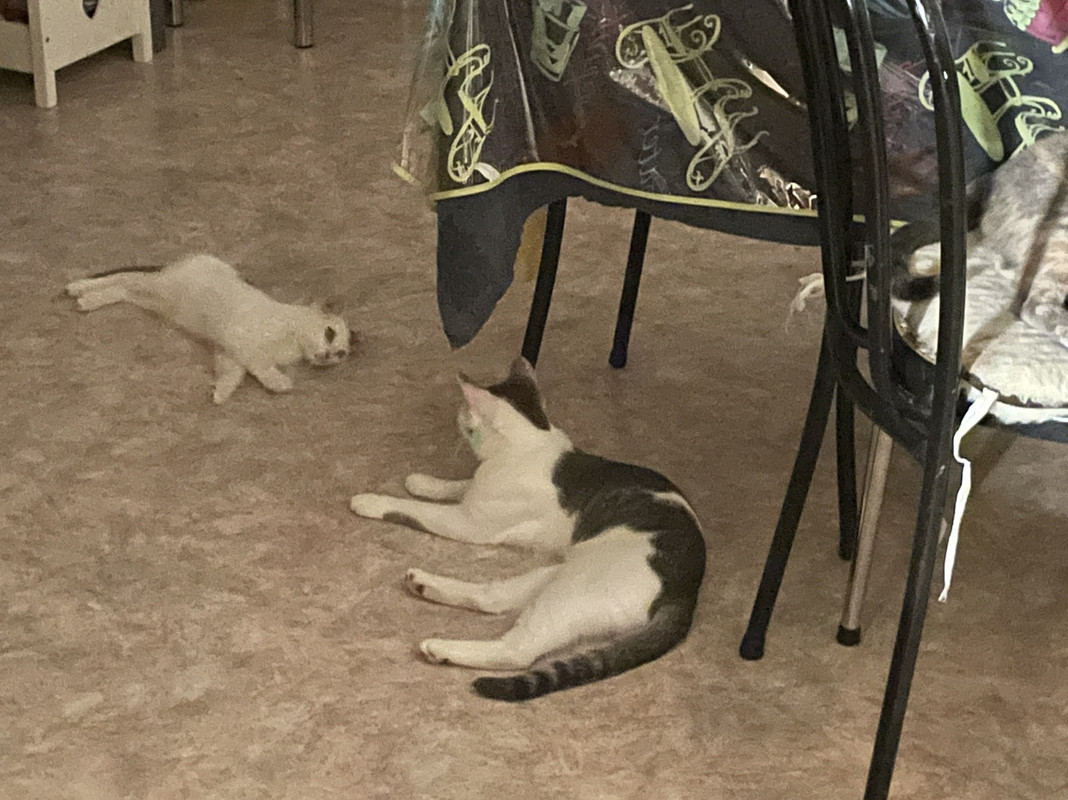 A63A6DF1-258F-4A18-B1CB-28CCA158B3EC