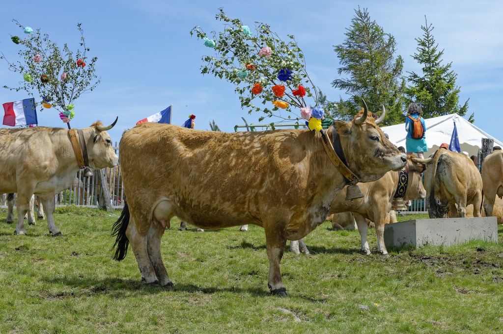 Mardi 11 juillet 2023 DSC5914-NEF-Dx-O-Deep-PRIMEXD-Nikweb